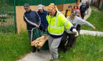 Lwy z Ukrainy w poznańskim zoo. Jak do nich mówią opiekunowie? Dyrektorka zdradziła sekret