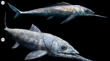 Polacy odkryli niezwykłą rybę pancerną sprzed 365 mln lat