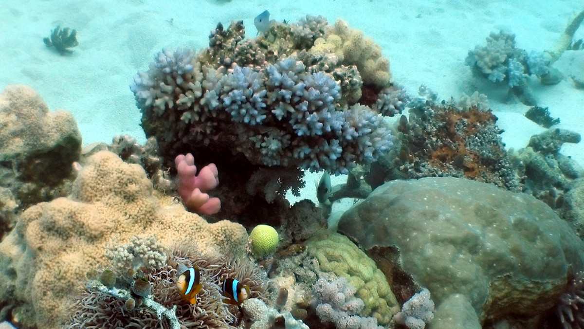 Wielka Rafa Koralowa straciła w 27 lat ok. połowy podwodnych łąk koralowych - stwierdza ogłoszone we wtorek badanie naukowców z Australii. Przyczyny to rozgwiazdy, które żywią się polipami koralowców, burze i proces bielenia związany z globalnym ociepleniem.