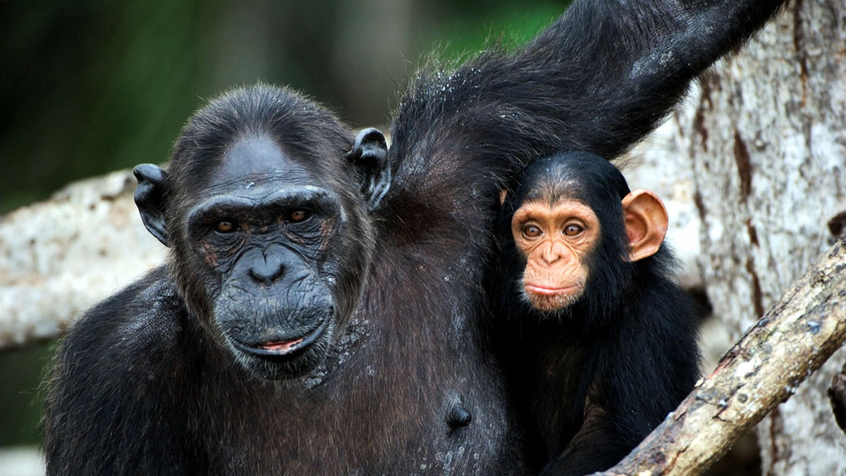 Są jednym z najbardziej tajemniczych gatunków małp na ziemi. Według lokalnych wierzeń, zabijają lwy, łapią ryby, a nawet wyją do księżyca. Niestety, z powodu ogromnego popytu na ich mięso, szympansom z kongijskiej dżungli grozi zagłada.