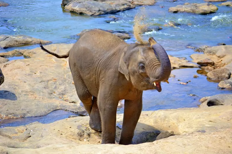 Słoń na Sri Lance