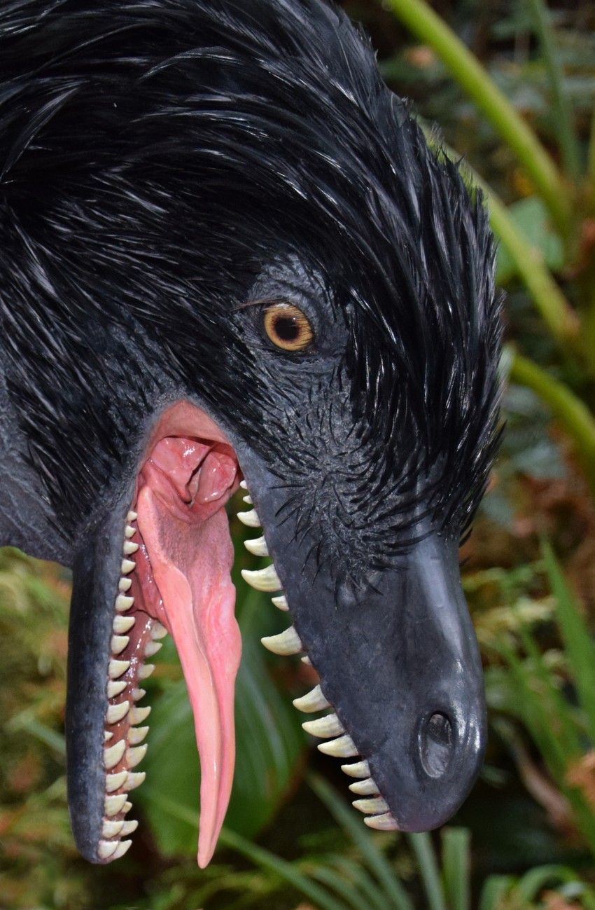 Jedan od Filipovićevih radova koji krase poznate prirodnjačke muzeje