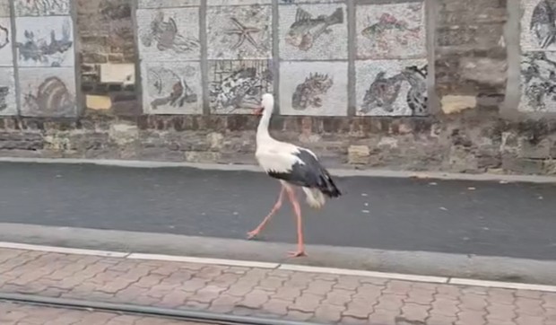 Roda kod zoološkog vrta