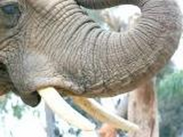 Zakazana kość słoniowa na sprzedaż