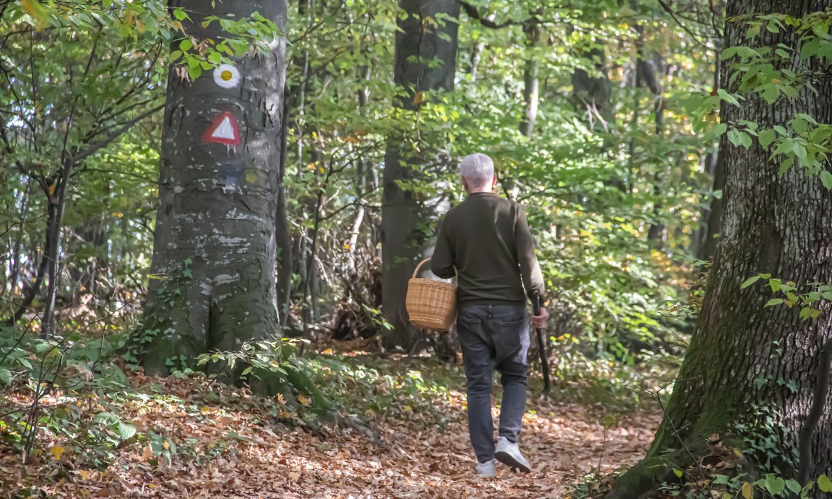 Jak gwałtownie rosną grzyby po deszczu? Wcześniej nie ma sensu wychodzić do lasu