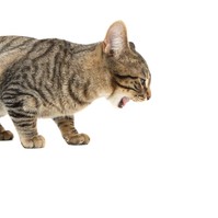 Miért hány a macskám? Szőrgombóc, fertőzés vagy valami más?