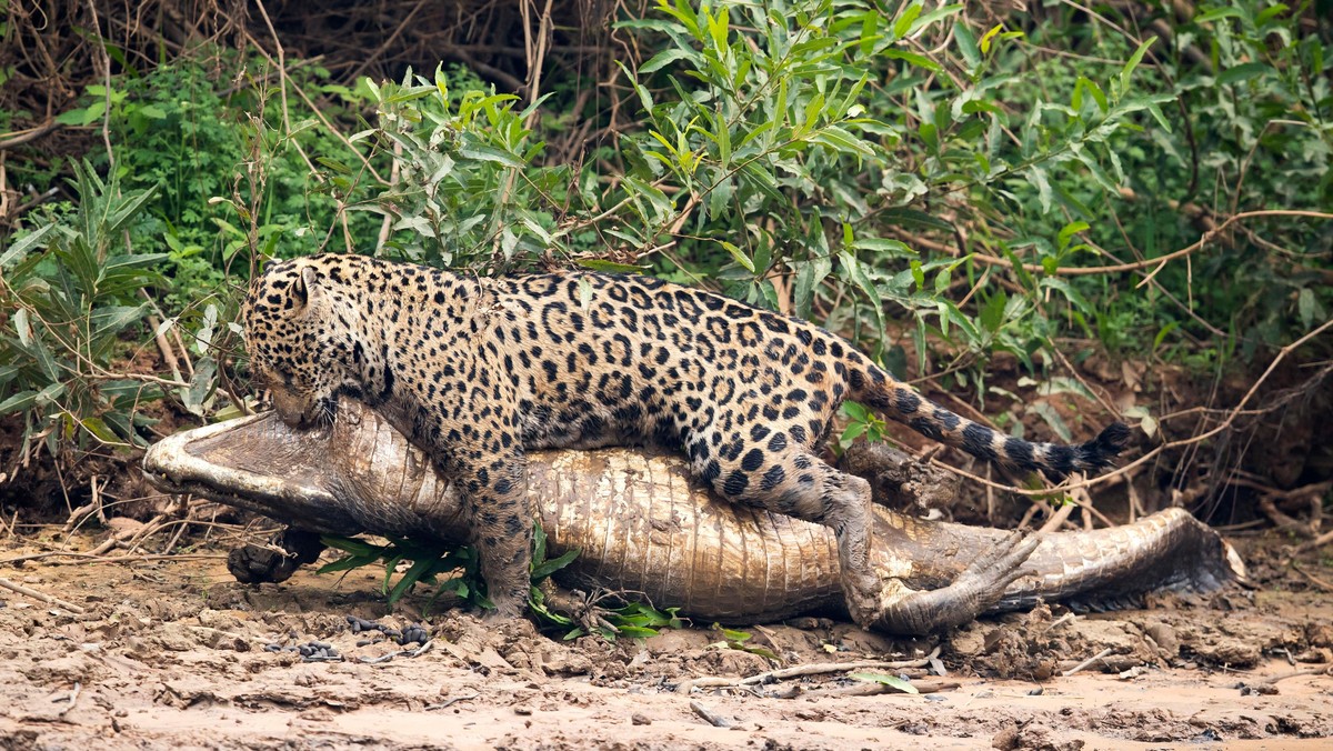 Big Cat Ambushes Giant Reptile in Brazilian Pantanal