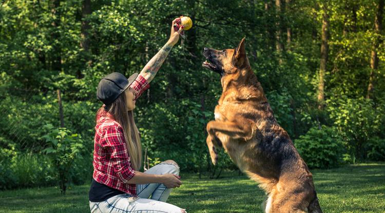 Megmutatta a kutyatréner, hogyan fog póráz nélkül követni a kutyád Fotó: Getty Images
