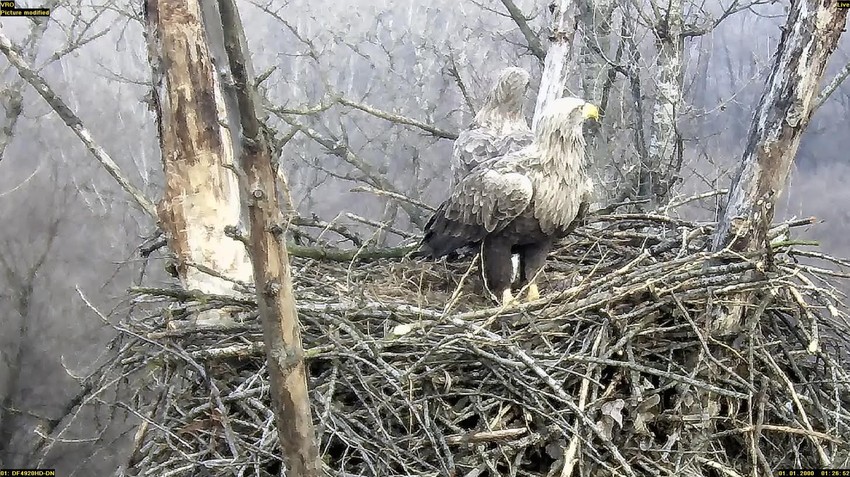 Orao belorepan, jedna od zaštićenih vrsta u Srbiji