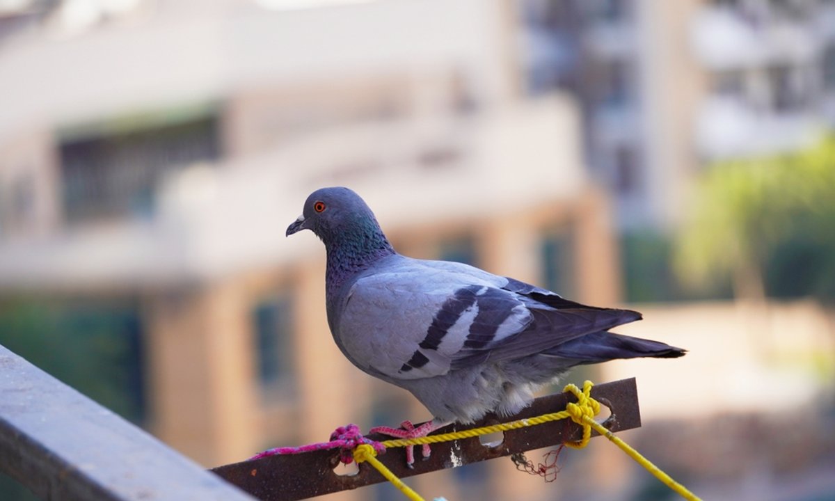 Gołębie nie znoszą tego zapachu. Postaw na balkonie, a ptaki nigdy już nie wrócą
