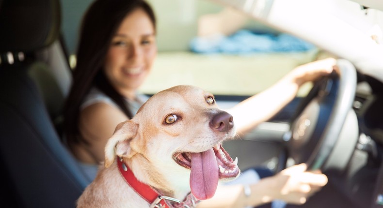 dog in car