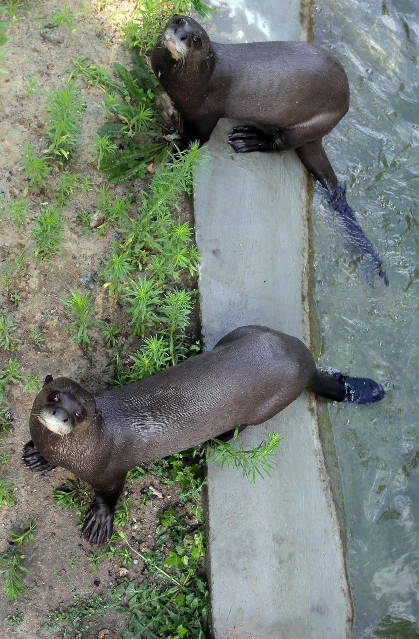 Zakochane wydry mieszkają w łódzkim zoo. Czy będą z tego dzieci? 