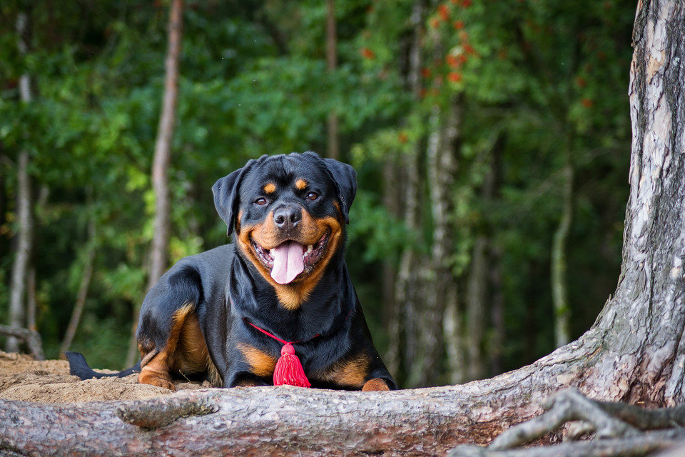 Rottweiler