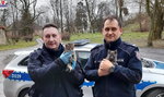Policjanci uratowali małe kotki. Specjalnie wstrzymali ruch na drodze