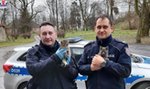 Policjanci uratowali małe kotki. Specjalnie wstrzymali ruch na drodze