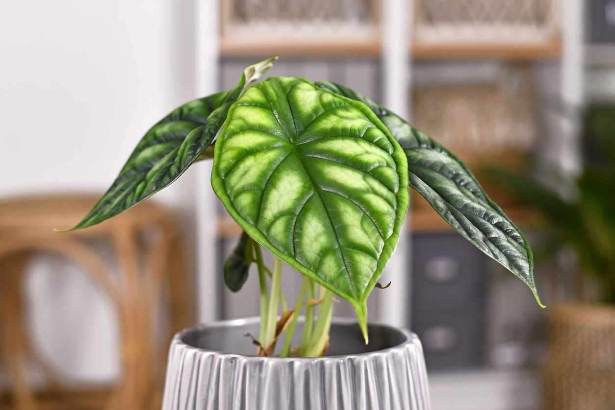 Veľké listy alokázie dostali prezývku „slonie uši“ vďaka svojmu typickému tvaru. 