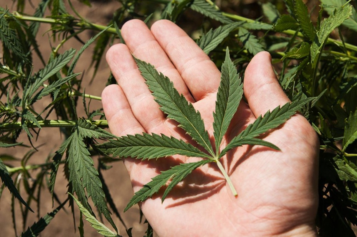 Spectrum Cannabis, która jako pierwsza zarejestrowała w Polsce medyczne konopie, składa doniesienie na policję w sprawie szantażu.