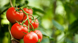 Pomidory - czy wolno trzymać w lodówce? Właściwości prozdrowotne pomidorów