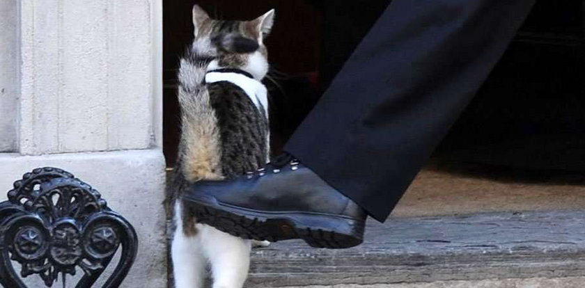 Kot premiera dostał z glana! FOTO