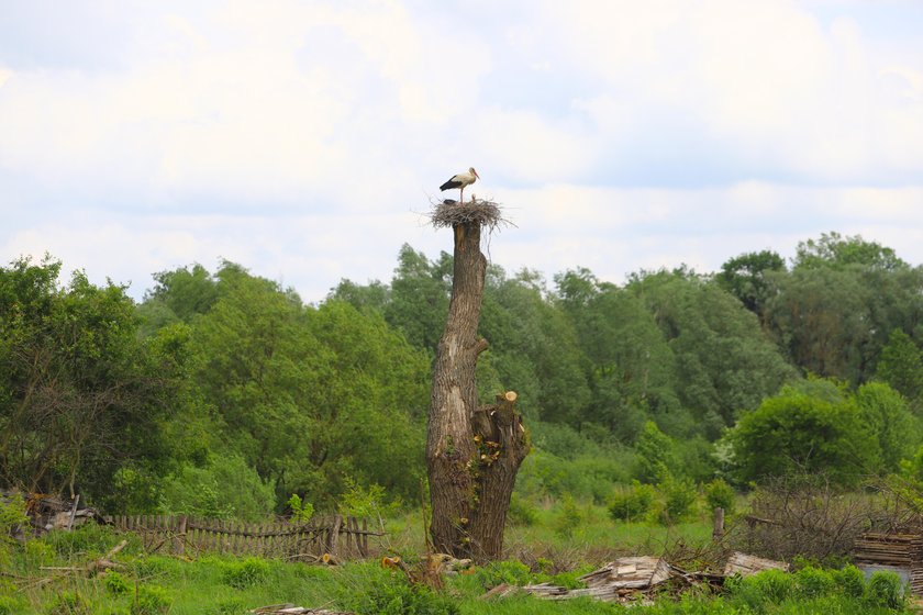 Zrobił bocianom gniazdo