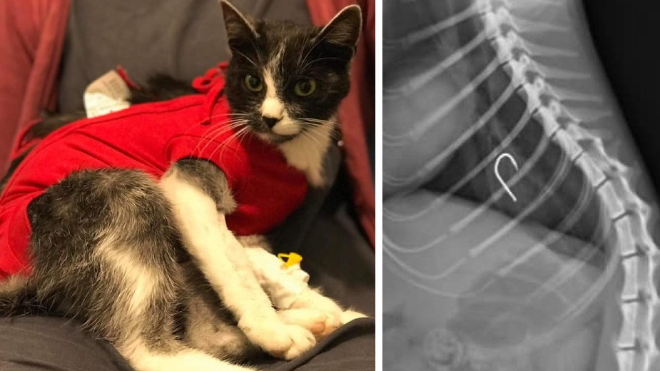 Operowany kot i jego zdjęcie RTG