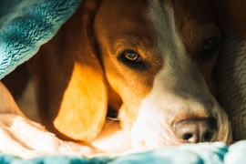 Veterinar otkrio ŠTA PSI RADE U POSLEDNJOJ SEKUNDI PRED SMRT i ovo kida dušu na komade i momentalno DOVODI DO SUZA: Svaki vlasnik MORA u ovim trenucima da uradi sledeće!