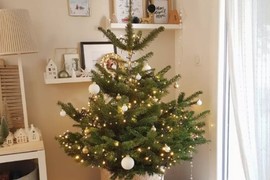 PRIRODNA SOBNA JELKA je idealna biljka: Traje cele godine, uklapa se uz svaki enterijer, a prelaka je za održavanje!