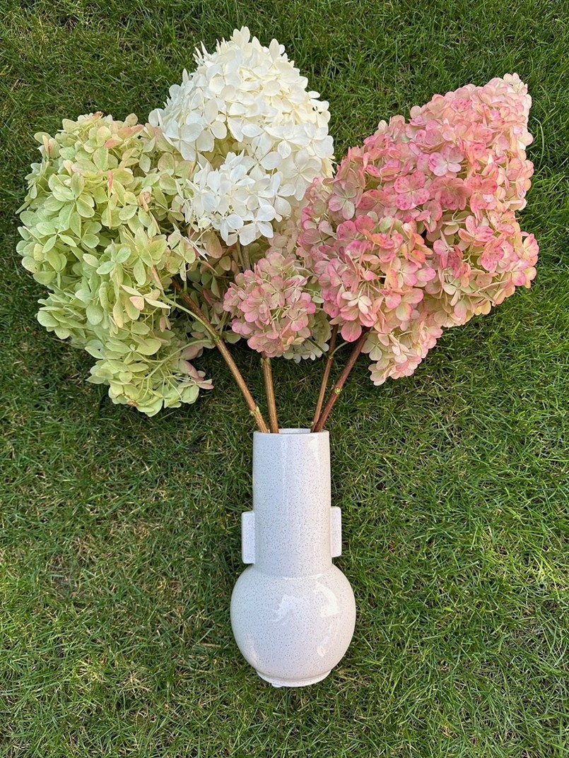 Jak zasuszyć hortensje bukietowe?