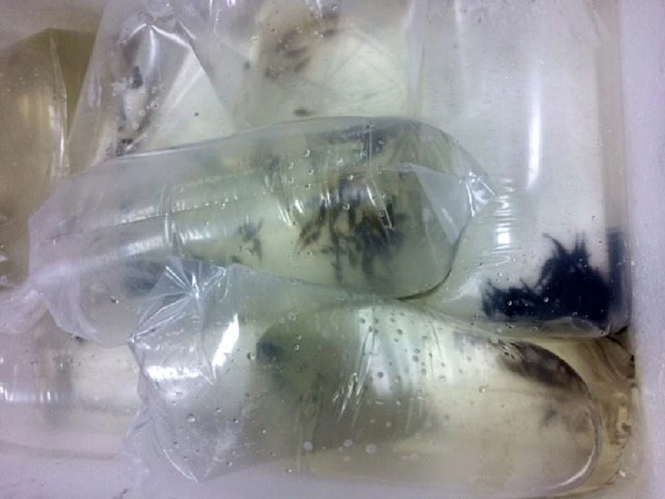 Kese sa akvarijumskim ribicama zaplenjenim na Horgošu