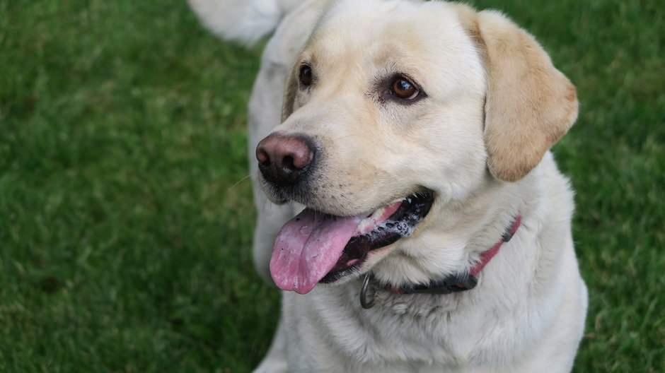 Labrador to popularny pies rodzinny - Holly Bartley/unsplash.com