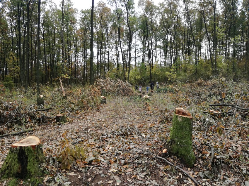 Šumokradice seku stabla usred dana a da niko ne reaguje
