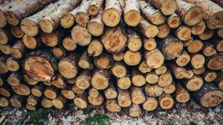 Recykling drewna z zagranicy nie wystarczy