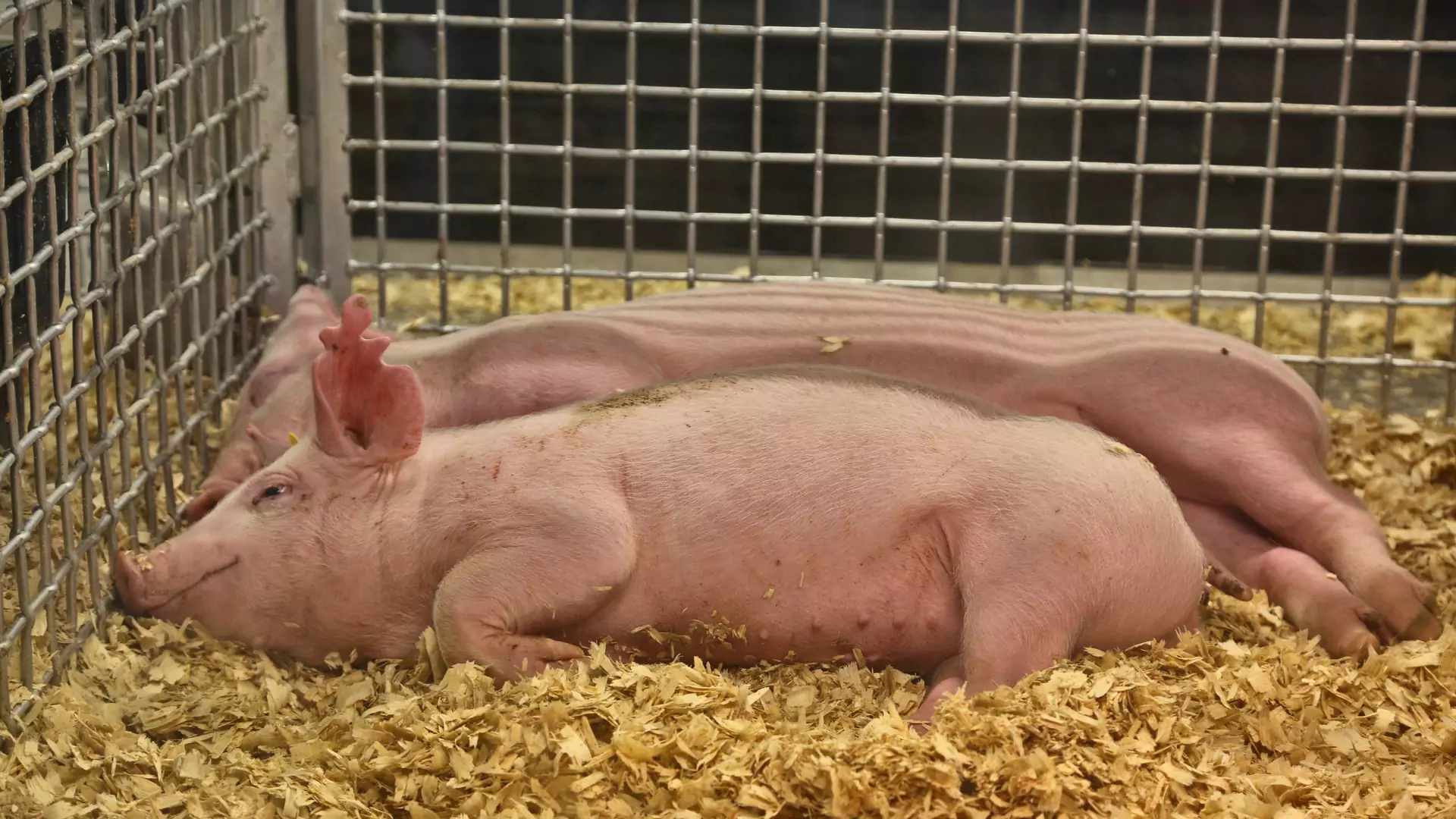 Chińscy naukowcy wykorzystali żywe świnie w crash testach. PETA krytykuje okrutny eksperyment