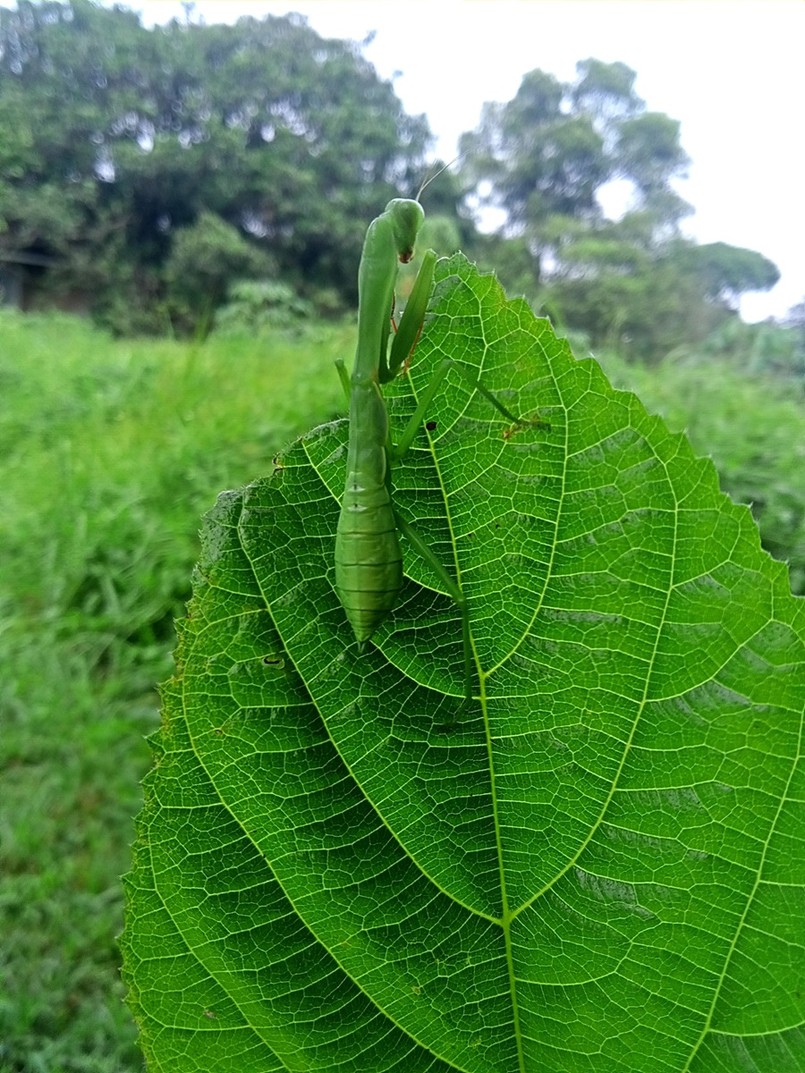Modliszka zwyczajna w kolorze zielonym - trudno odróżnić od liścia