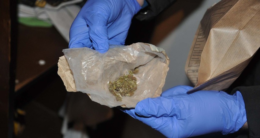 Zaplenjena marihuana