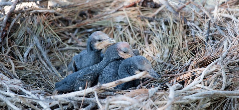 Masakra kormoranów na Jeziorze Tonowskim. Ruszyło śledztwo