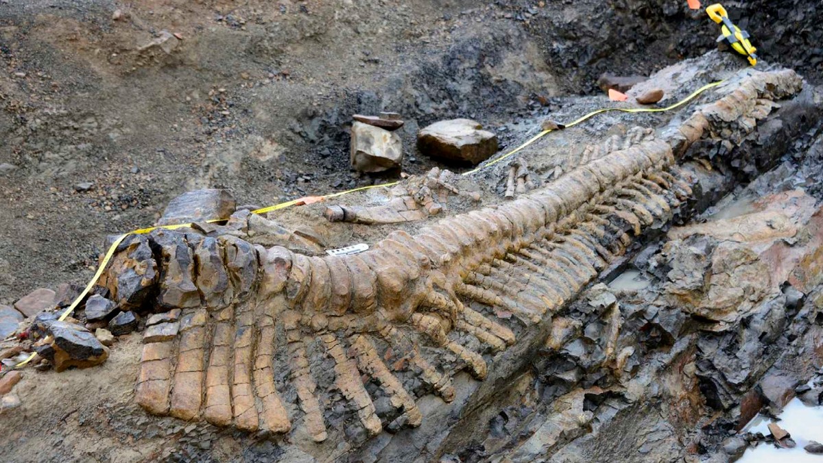 Zespół archeologów odkrył na pustyni w północnym Meksyku niezwykle dobrze zachowany ogon dinozaura sprzed 72 mln lat - podaje "The Telegraph".