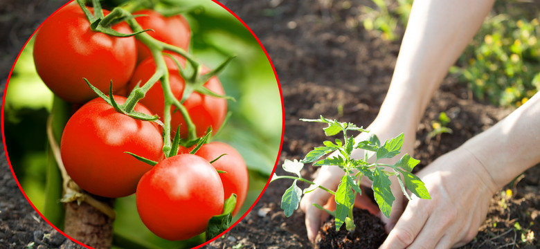 Podlewaj tym sadzonki pomidorów raz w tygodniu rano. Będą mocne i nabiorą odporności