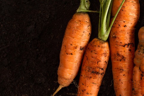 Fresh carrots on dark soil background texture