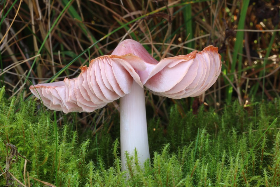 Wilgotnica czapeczkowata (Hygrocybe calyptriformis)