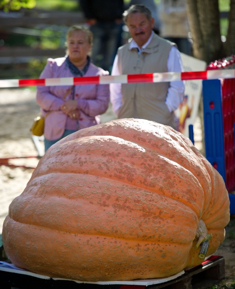 Gigantyczna dynia waży 500 kg!