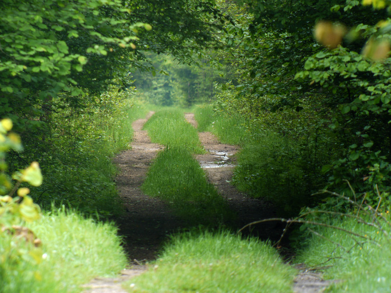 Puszcza Białowieska