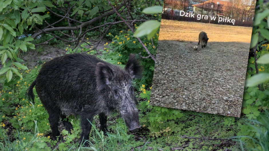 Dzik grający w piłkę w Olsztynie. W tle sfotografowany przy moście Królowej Jadwigi w Poznaniu 