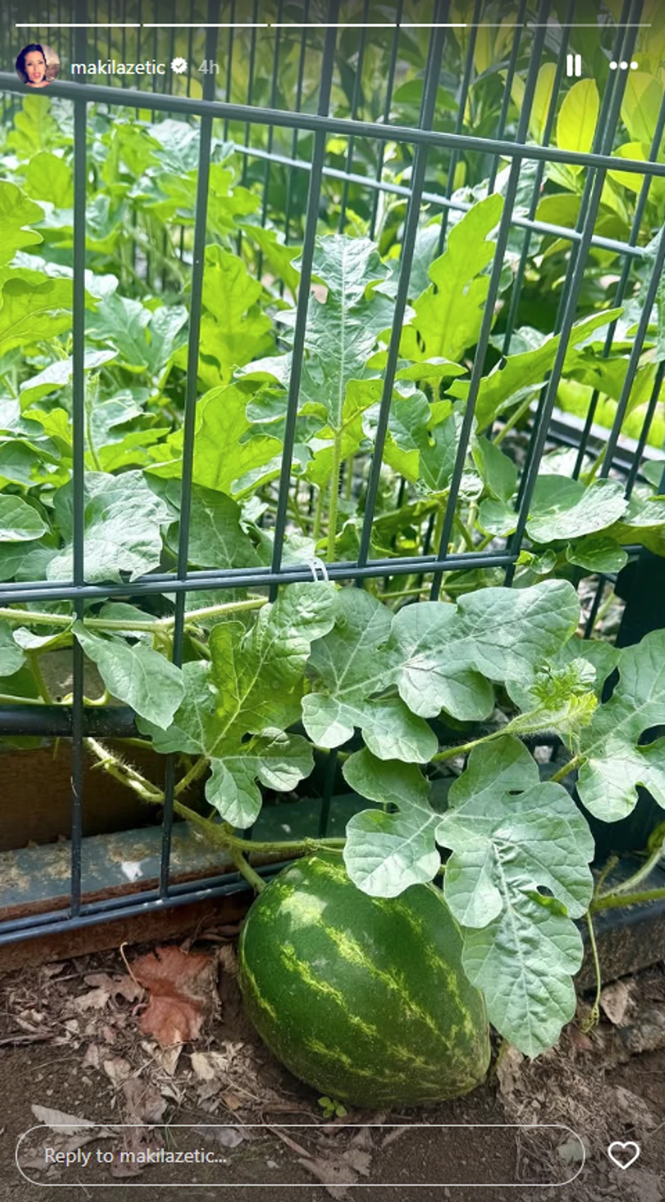 Sonja Lazetić sad gaji lubenice na raskošnom imanju