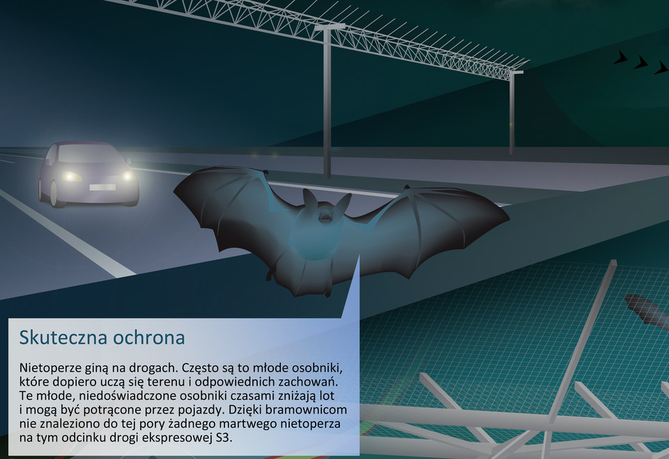 Zasada działania przejść dla nietoperzy. Infografika powstała przy okazji budowy przejść nad trasą S3