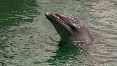 Kiképzett delfinek védik az orosz hadsereg hadihajóit 