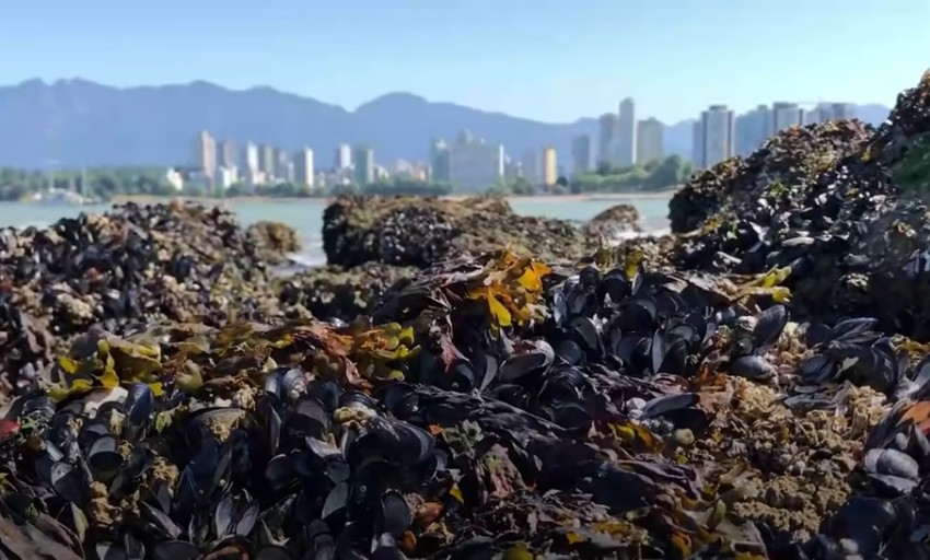 Usled vrućina dagnje se žive skuvale na plaži u Kanadi
