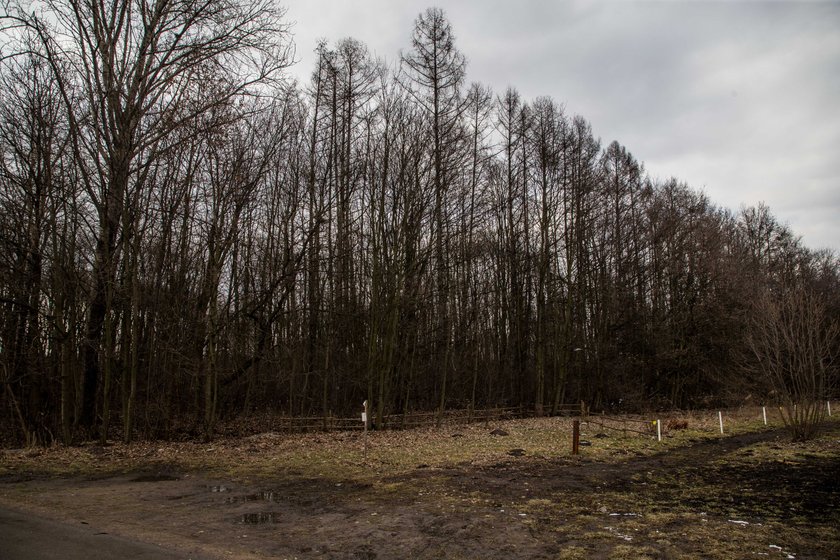 Oto pierwsza w Krakowie odłownia dzików