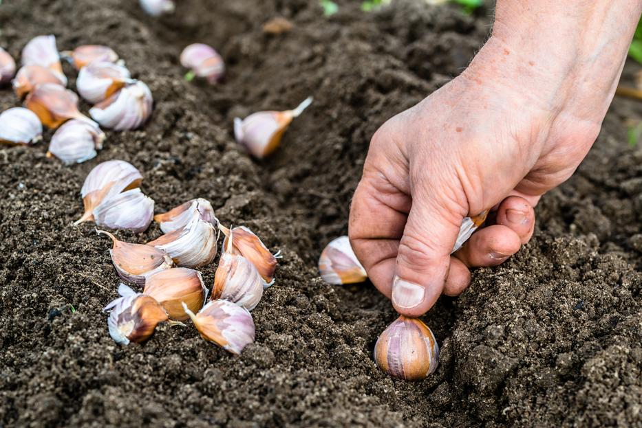 Fotó: iStock