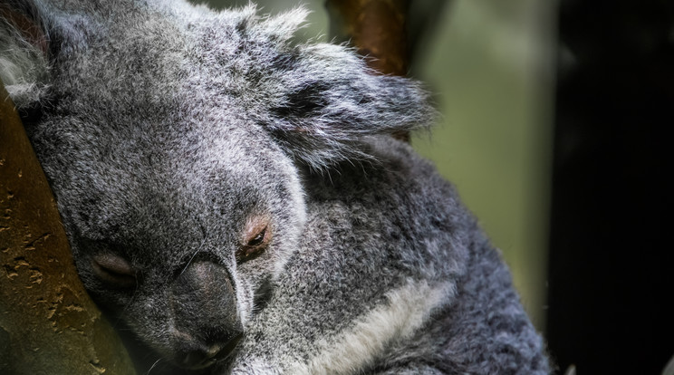 Az ausztrál erdőtüzekben nagyjából 5000 koala vesztette életét /Fotó: Northfoto/